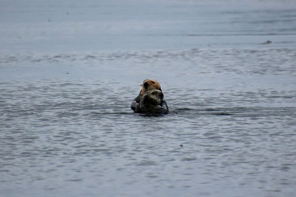 Tag 12: Alder Bay - Whale Watching in der Johnstone Strait