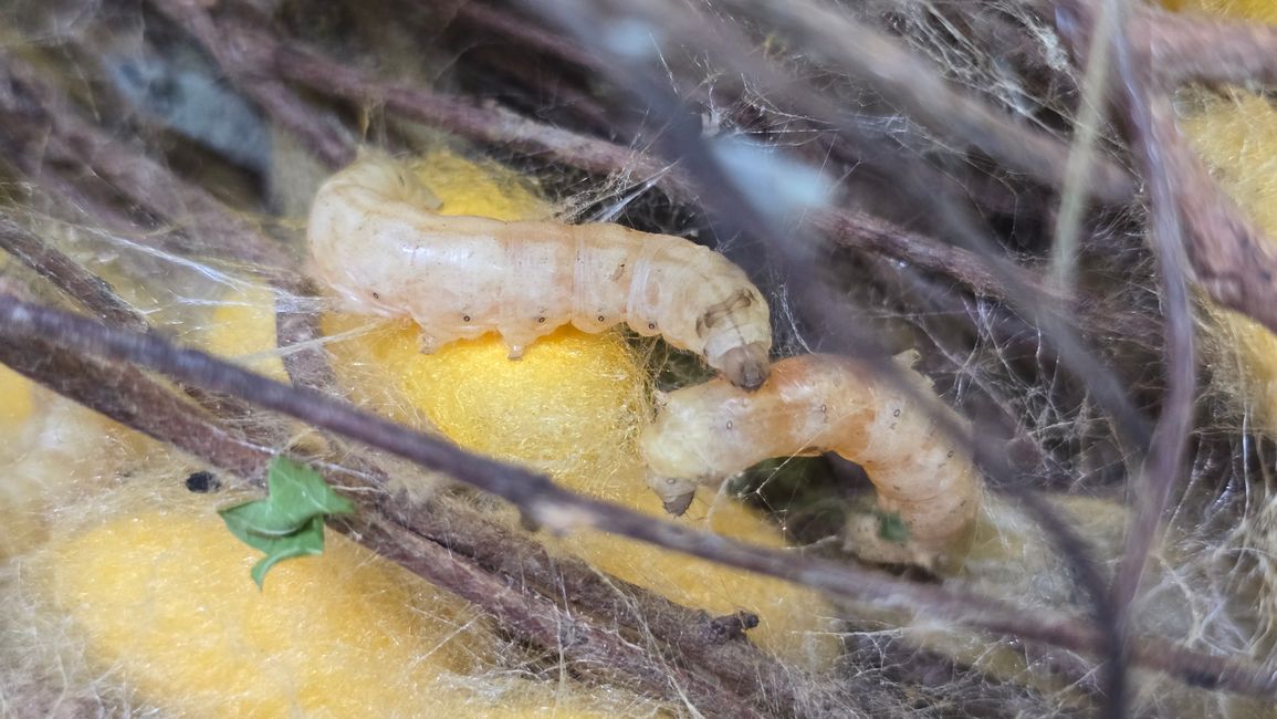 Silk Island Community Center