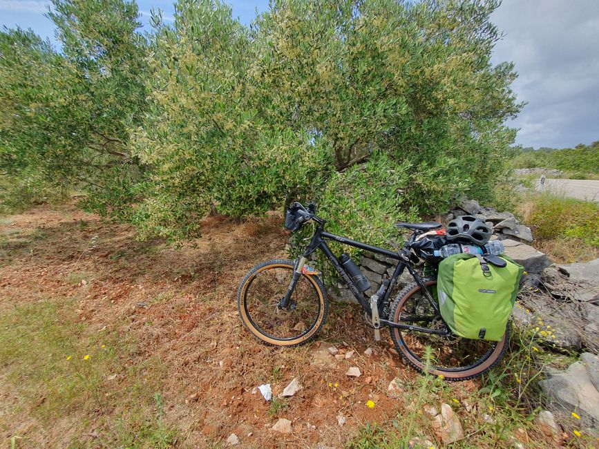 Pause unter blühenden Olivenbaum