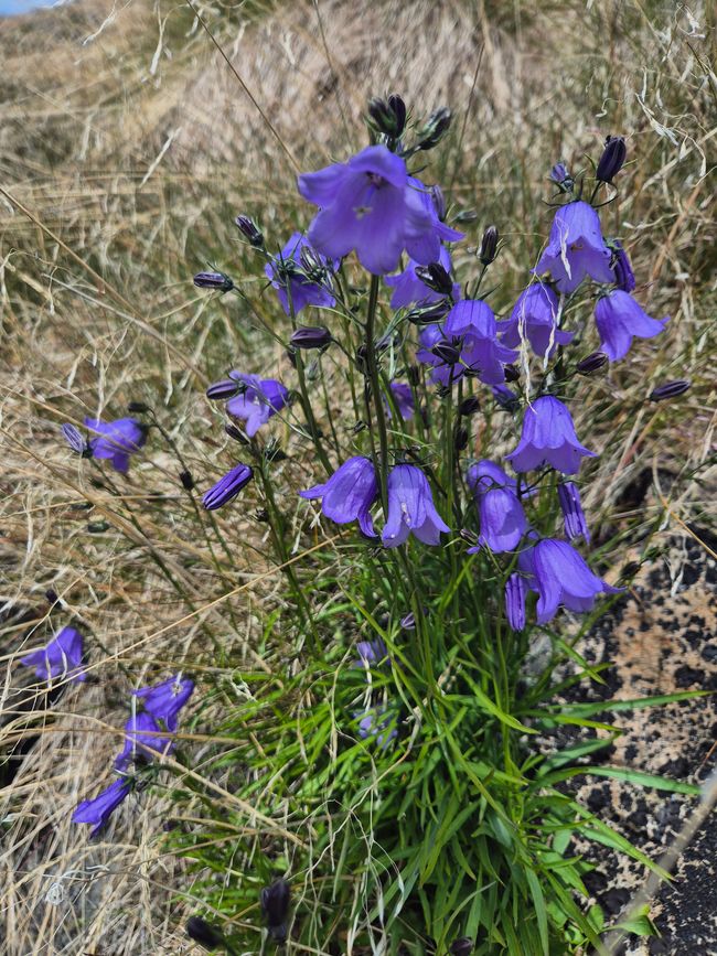 Grönland in Blüte