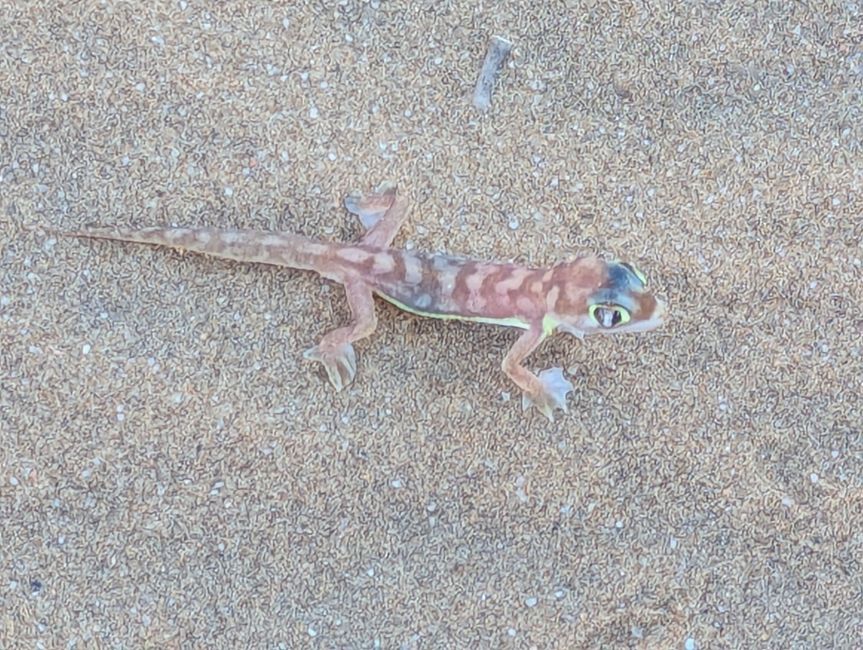 Tour nel deserto Swakopmund