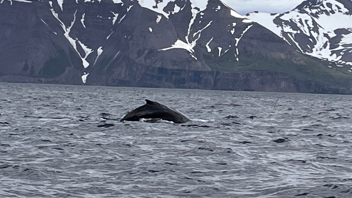 Whale Watching