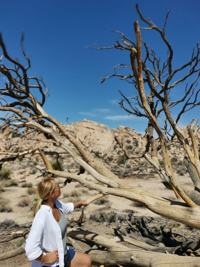Vom Joshua Tree NP über die Route 66 nach Laughlin
