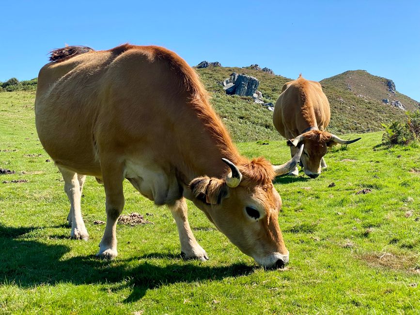 ...o una vaca