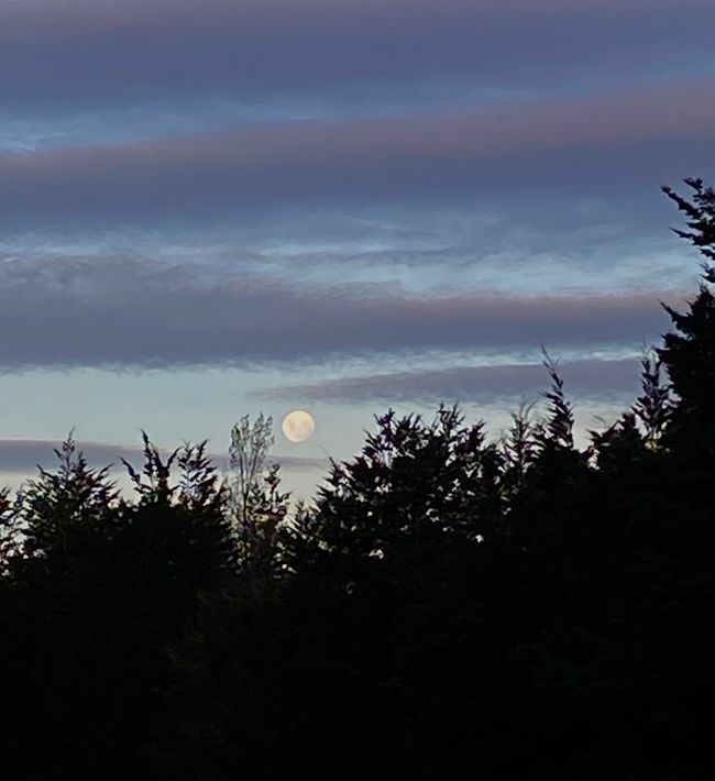 Among the glowing glowworms