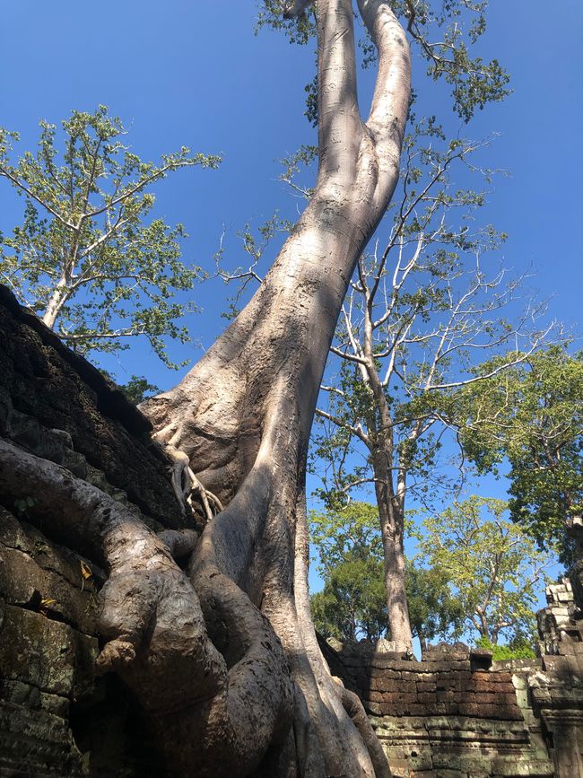 Tempel Ta Prohm