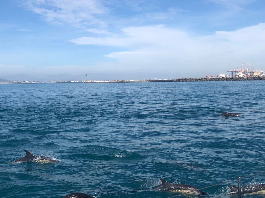 #2 - Cape Town - Waterfront - Boat Tour - Dolphins