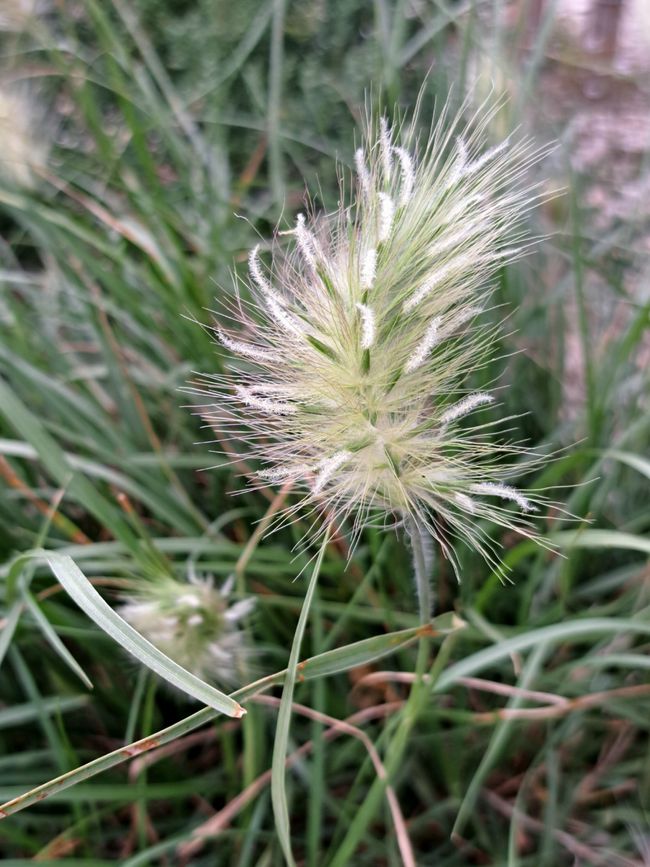 Planta terrosa lanosa