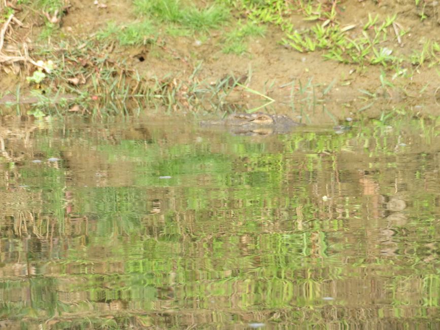 The well hidden crocodile in the water.