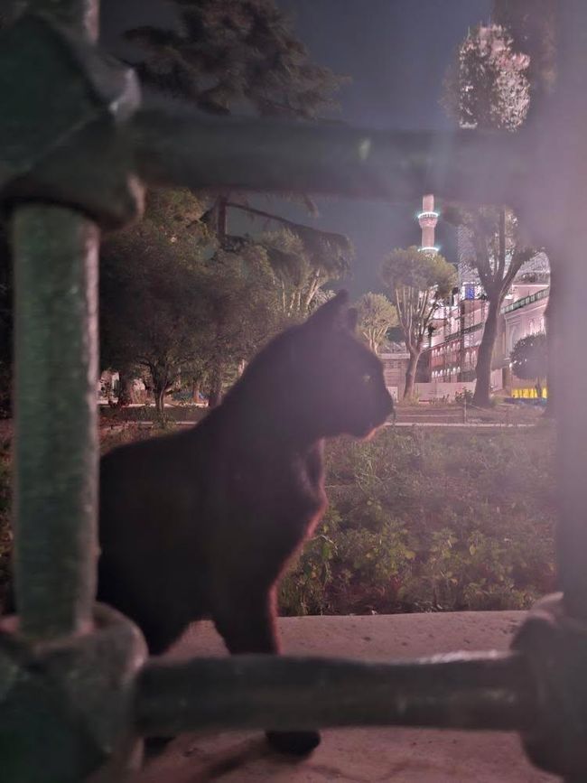 Istanbul Cats frente a su apartamento 