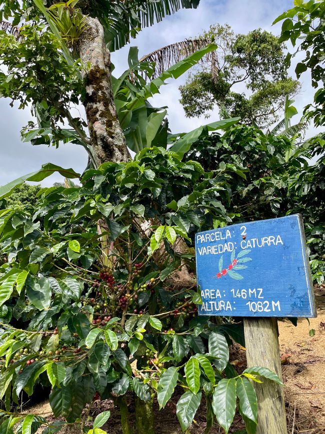 Visite d'une autre plantation de café
