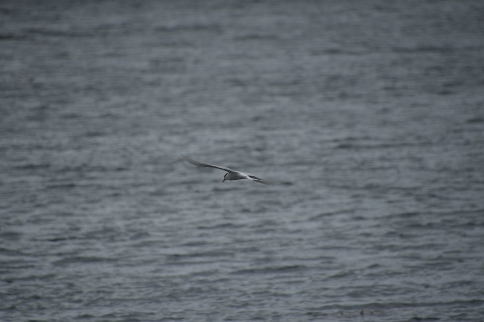 Ternes des Falkland / Falkland tern