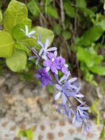 La Romana / Dom. Republik