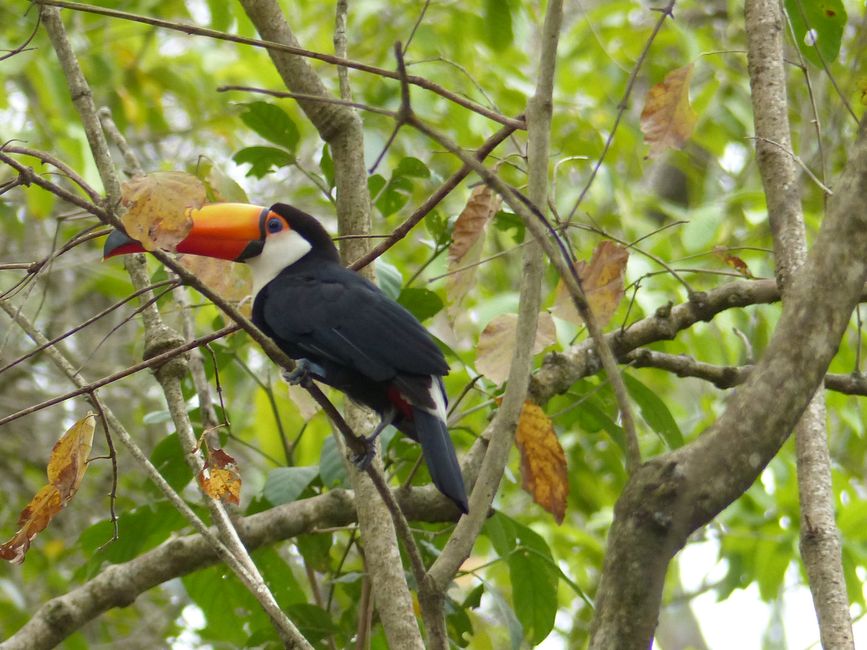 Brasil, Bonito