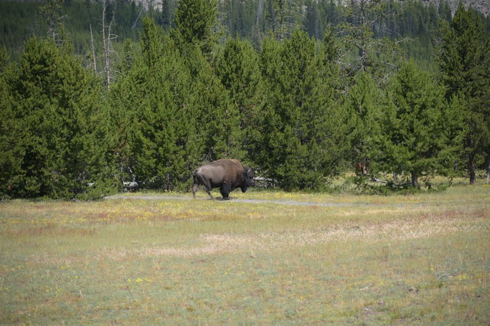 Sentier Mystic Falls Loop - Bison