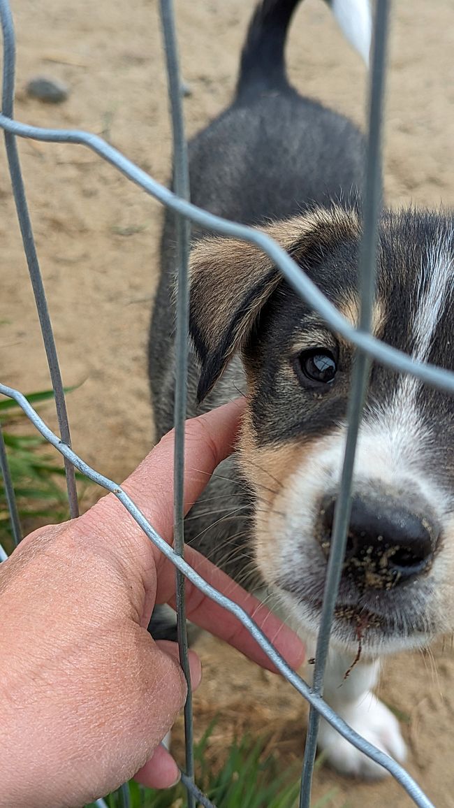 Day 21: Around Whitehorse: Husky Puppies, Emerald Lake & the smallest desert in the world