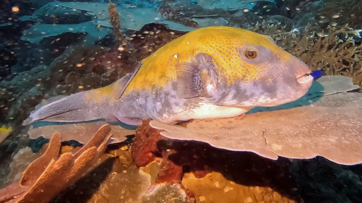 Travis auf Tauchsafari in Raja Ampat