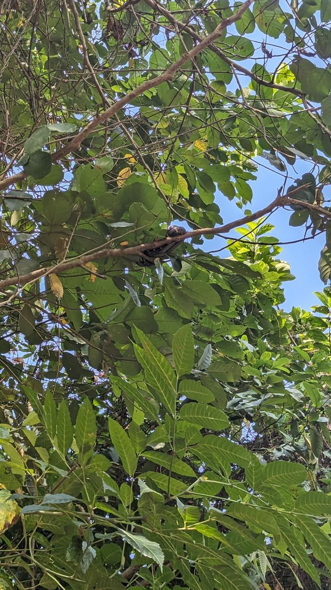 Mangrove tree snake