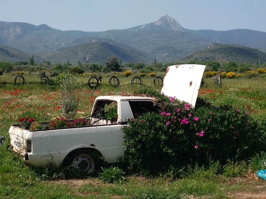 Tag 6: Irgendwas zwischen Ananas und Avocado - die Farm Home for all