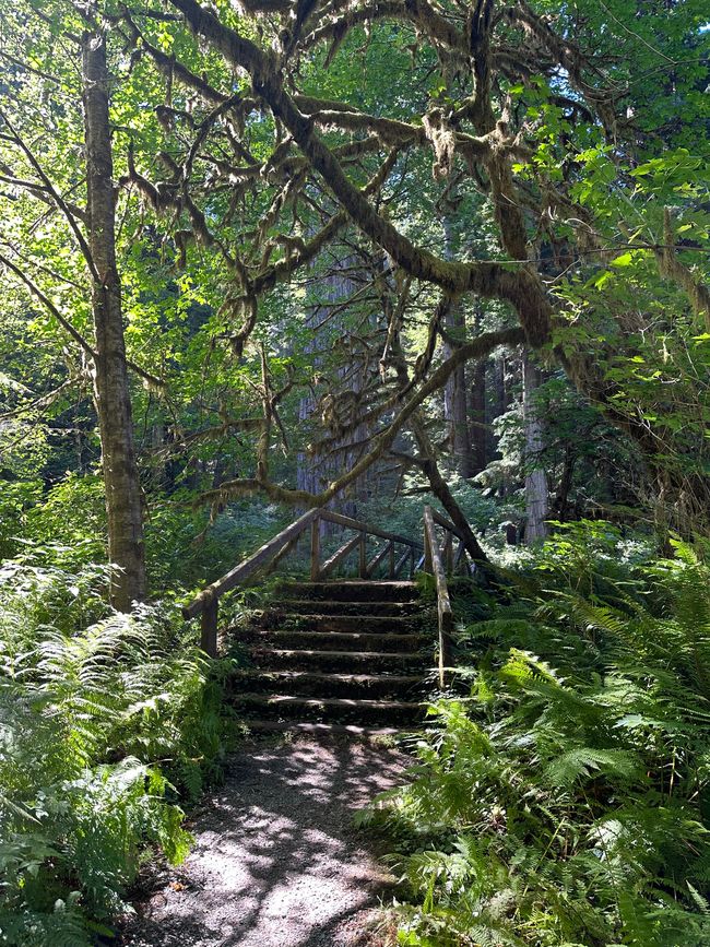 North Californian redwoods