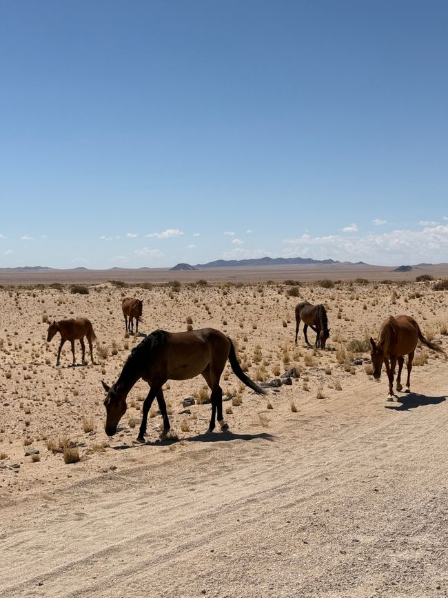 Chevaux sauvages 🐎/ Wild horses 🐎