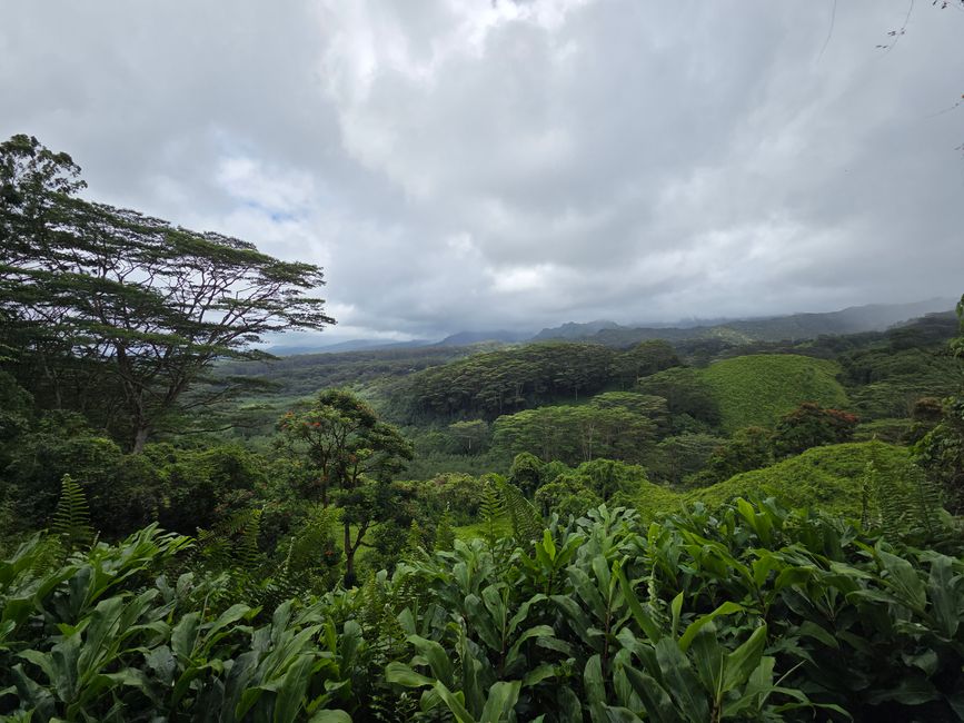 Regenwald