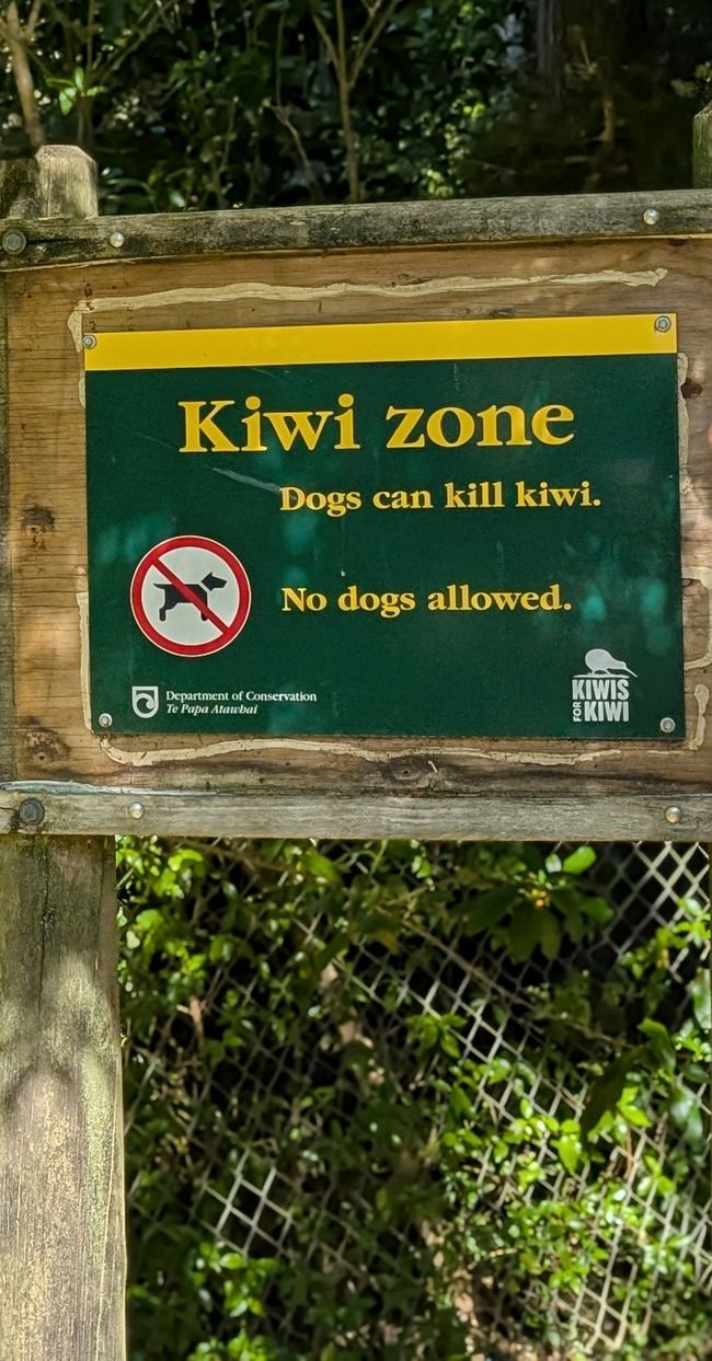 Hier sind die KIWI Tiere.