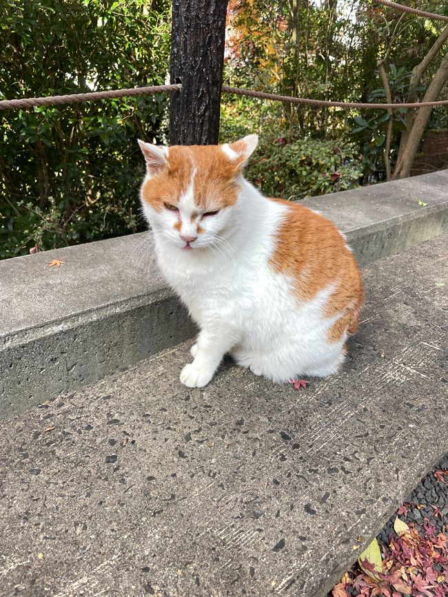 Mascotte 