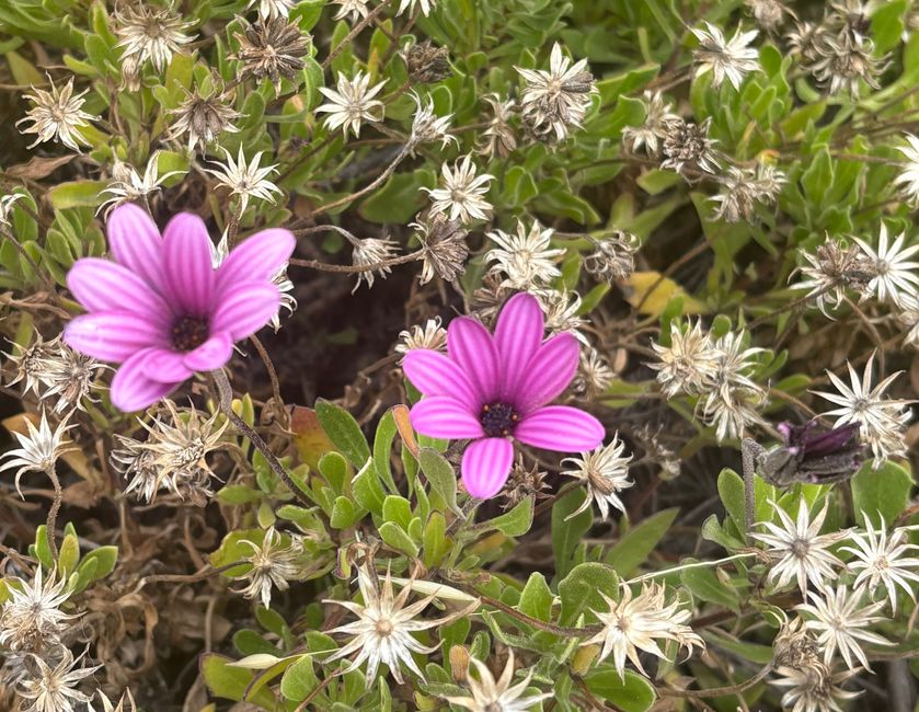 Blooming Peninsula Valdes