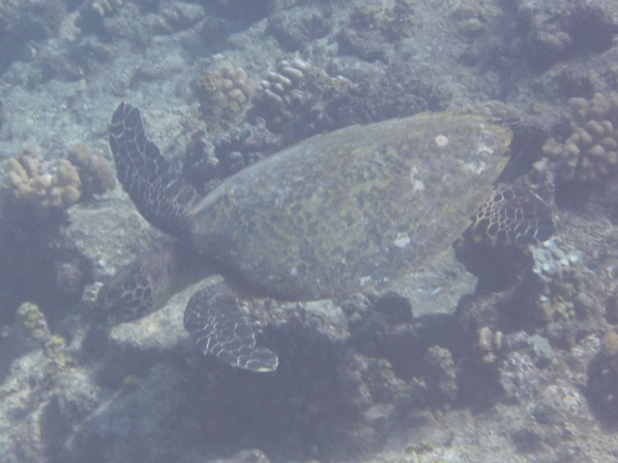 2025-04-30 Raiatea and Taha'a