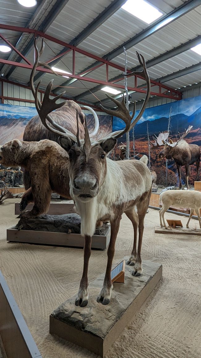 Etiqueta 21: Alrededor de Whitehorse: Cachorros de husky, Lago Esmeralda y el desierto más pequeño del mundo