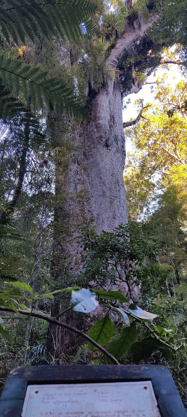 Noch ein großer Kauri-Baum