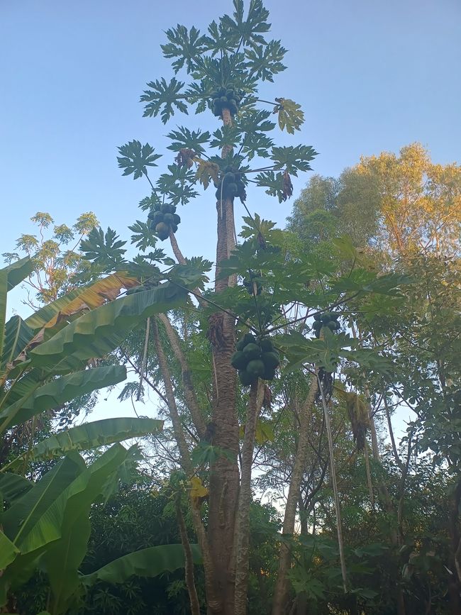 Botanischer Garten in Gondola
