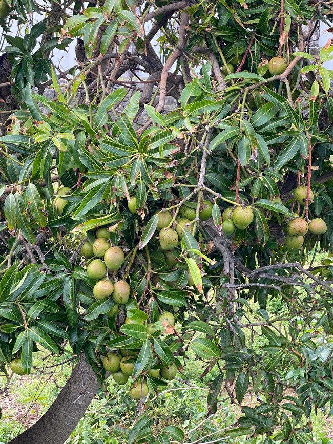 Guaven am Baum - noch nicht reif