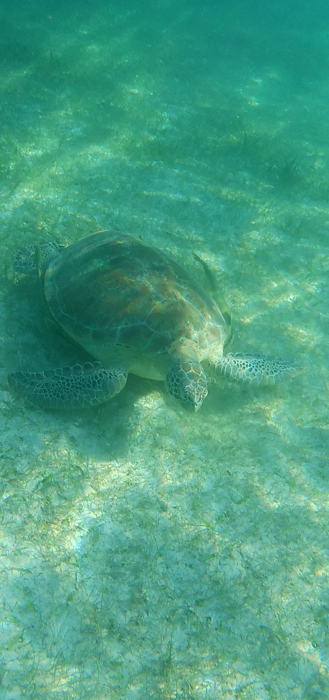 Turtles and Cenotes