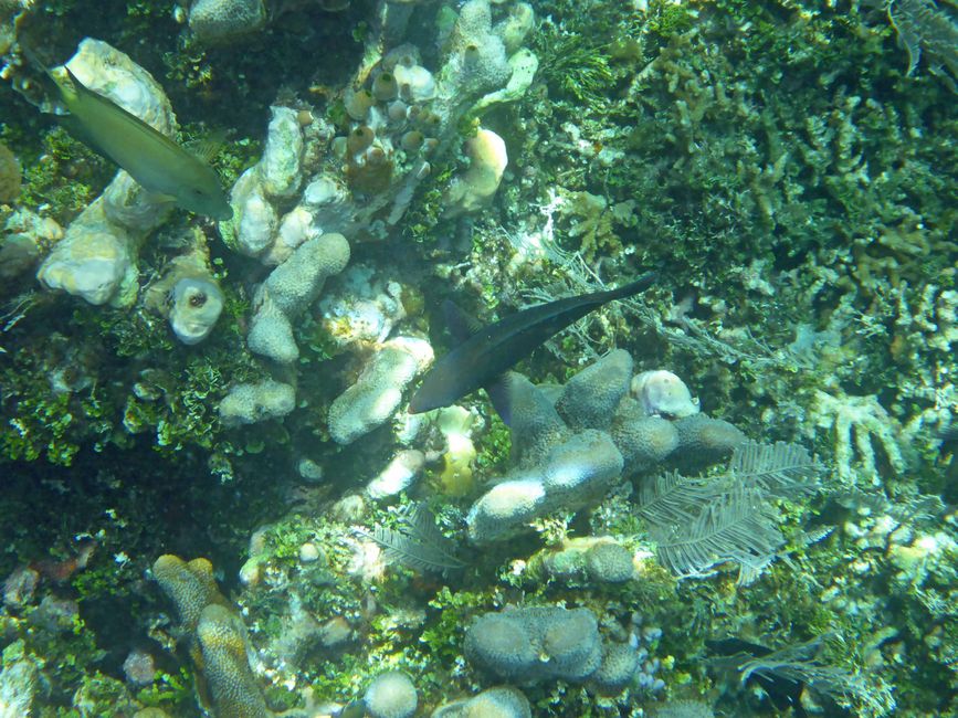 Waiag, Raja Ampat, Indonesia