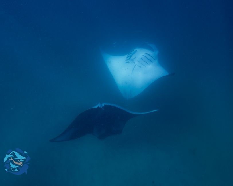 Snorkeling