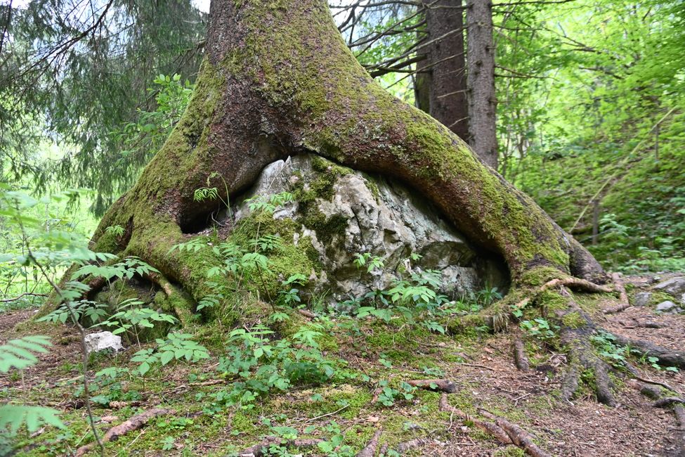 Felsen stören nicht beim Wachsen
