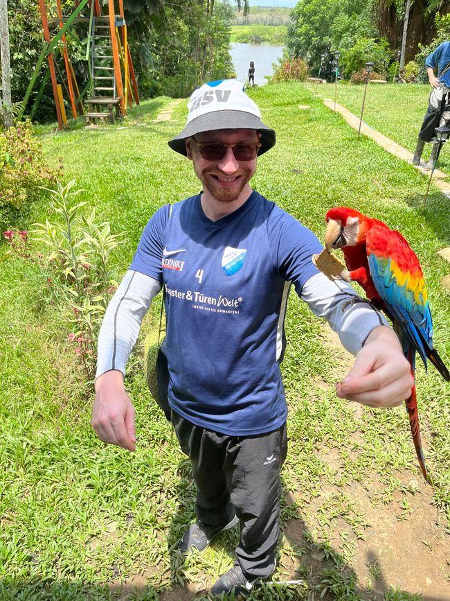 Feeding the parrots