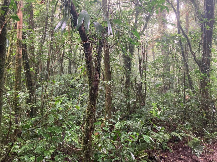 Monteverde