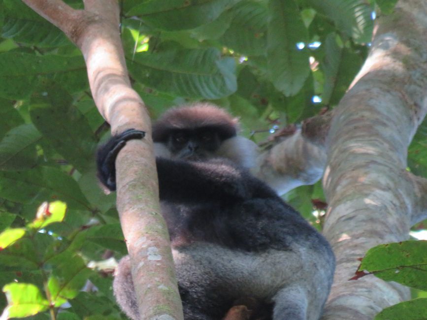 Sinharaja - l'ultima foresta pluviale dello Sri Lanka