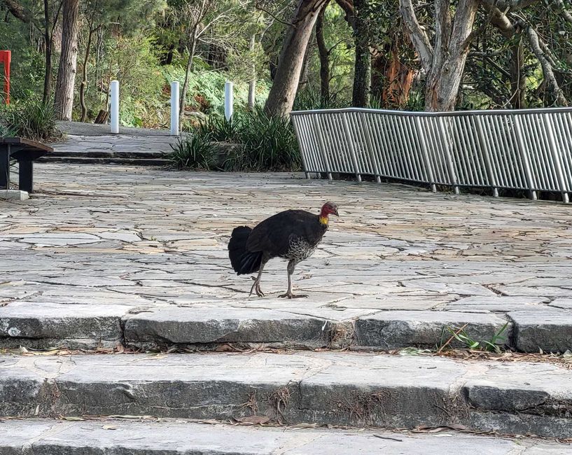 Sydney, 2ème jour