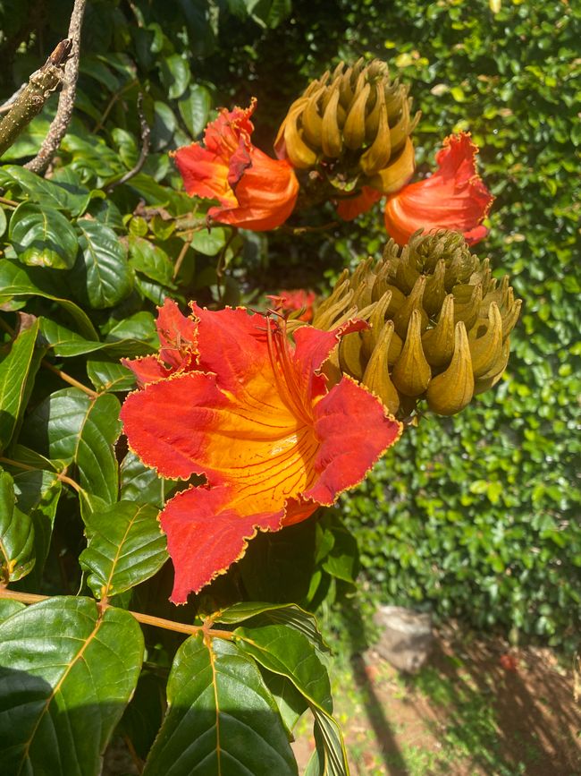 Knospen und Blüte des afrikanischen Tulpenbaums
