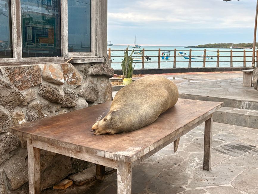 Santa Cruz (Galápagos)