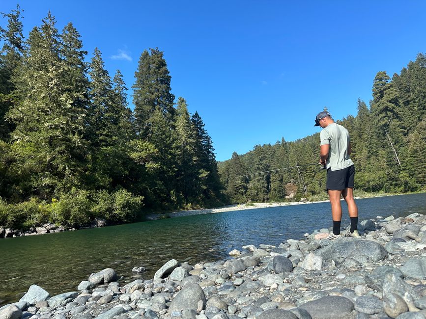 North Californian redwoods