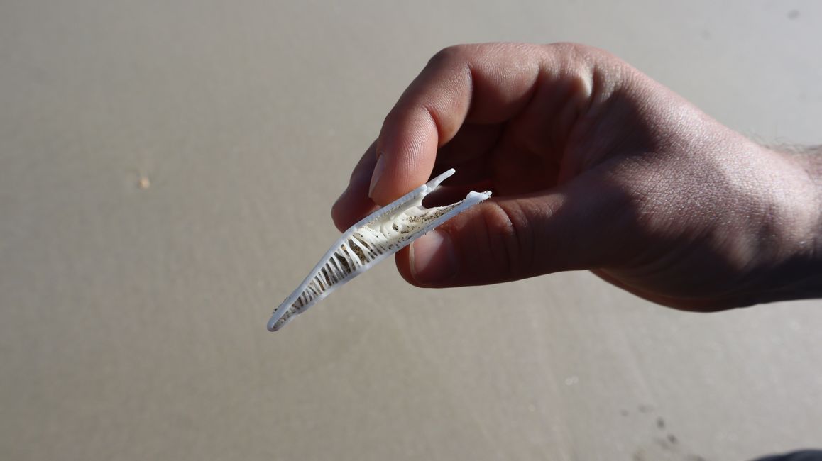 Strandfund - vermutlich ein Stück eines Seesterns