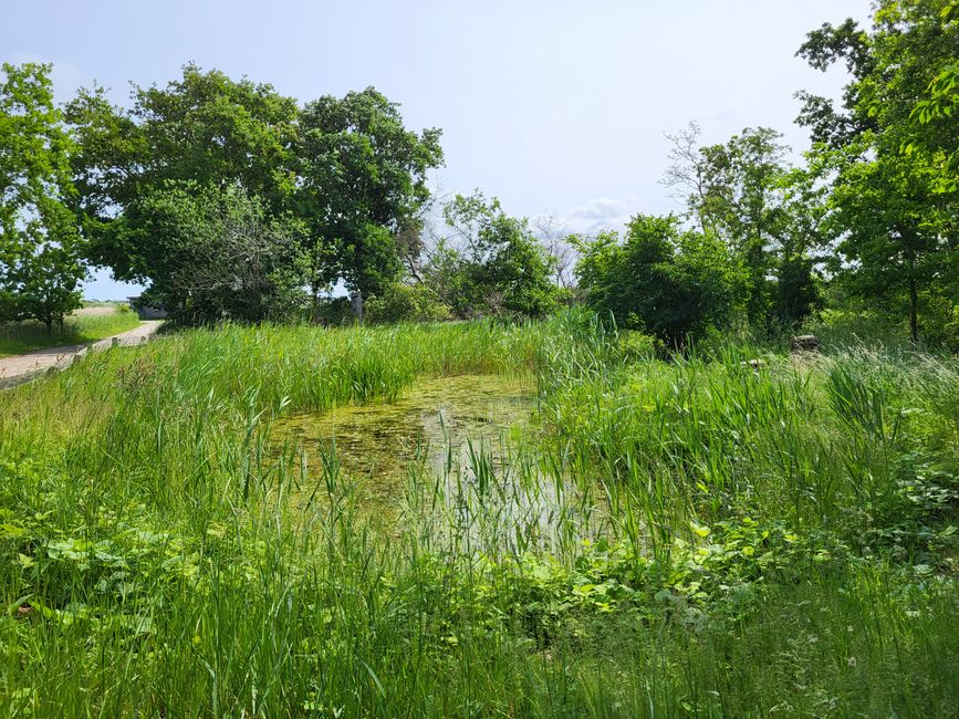 Froschteich Naturschutzgebiet Wallnau
