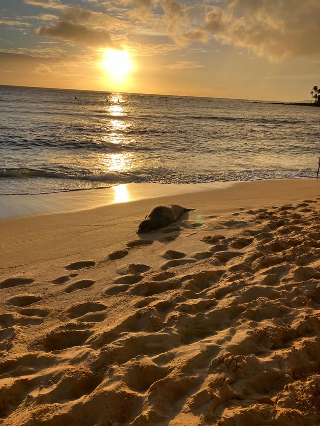 D18 - 7am Yoga with Norbi and Poipu beach with monk seals, sea turtles and Humuhumunukunukuapua‘a