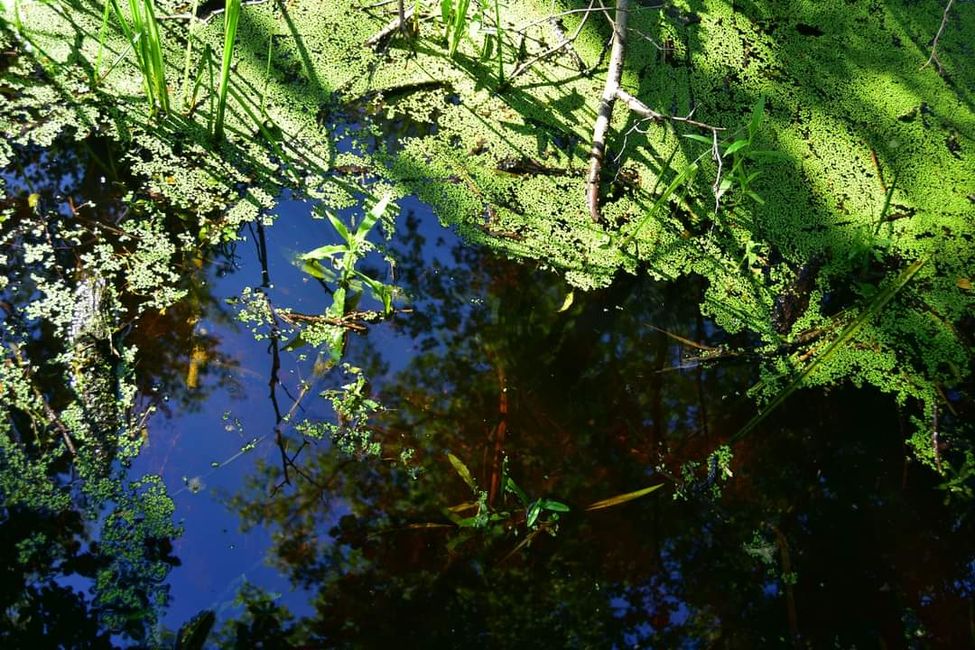 * * * Zwischen Himmel und Wasser * * *

Ein Spaziergang durch das Weingartener Moor