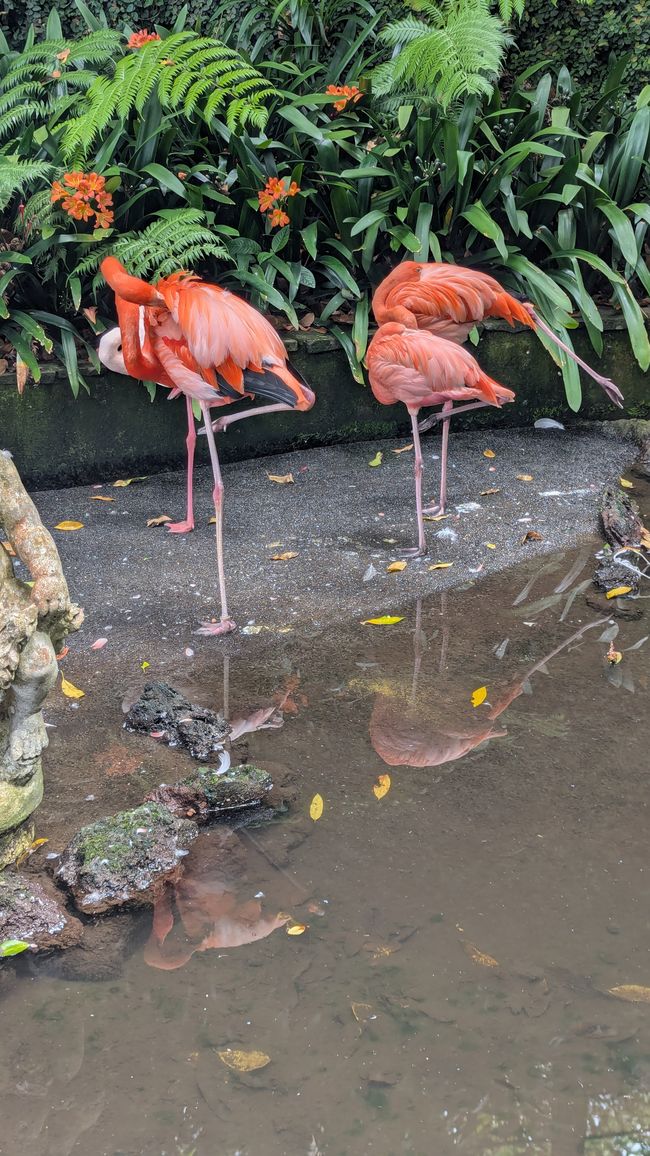 Tag 9: Funchal - mit einer rasanten Schlittenfahrt